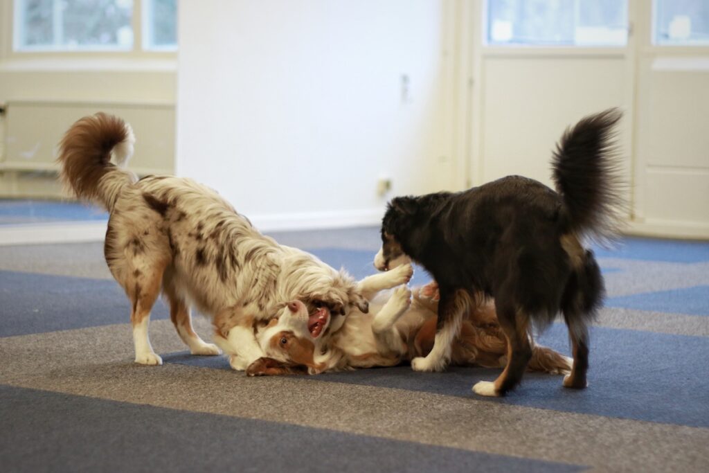 Hundar som leker i Norrtälje Hundcenter
